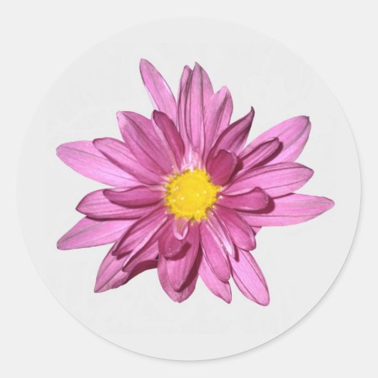 Lila Gerbera Stickers (Vorderseite)