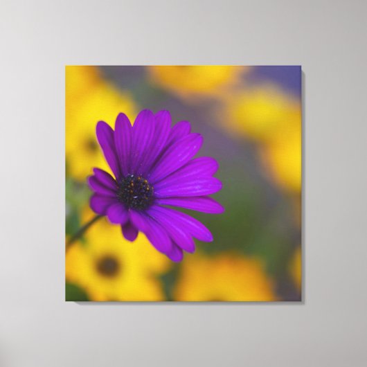 Lila Gerbera unter gelben Blumen Leinwand (Vorderseite)
