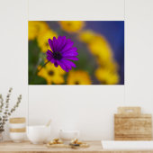 Lila Gerbera unter gelben Blumen Poster (Küche)