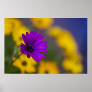 Lila Gerbera unter gelben Blumen Poster