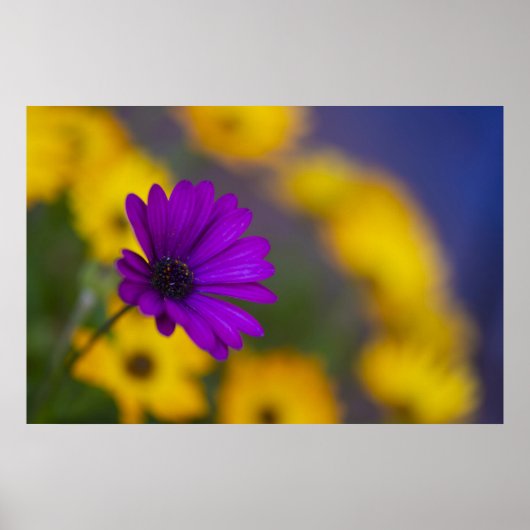 Lila Gerbera unter gelben Blumen Poster (Vorne)