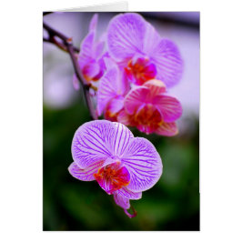 Lila gestreifte Phalaenopsis-Orchideen-Karte