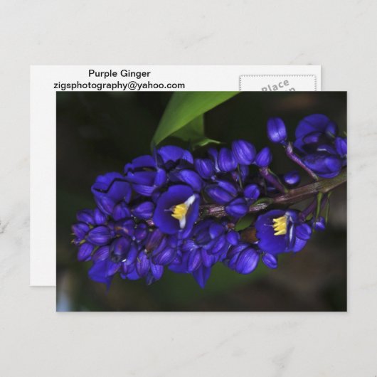 Lila Ginger Postkarte (Vorne/Hinten)