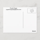 Lila Ginger Postkarte (Rückseite)