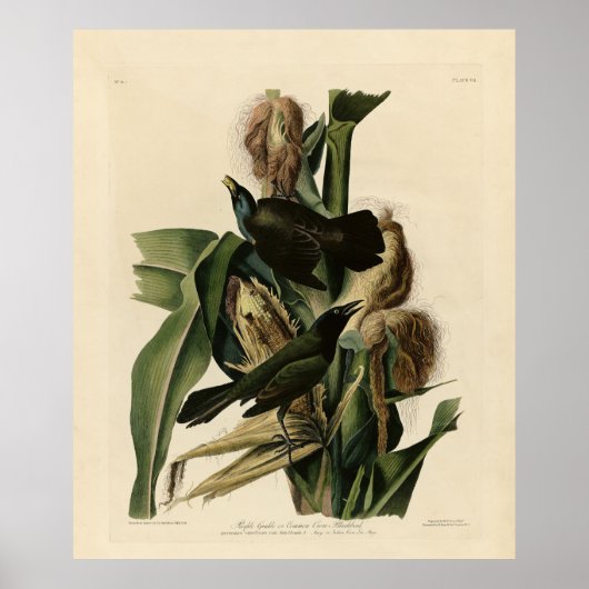 Lila Grakle (Grackle) Audubons Vögel von Amerika Poster (Vorne)