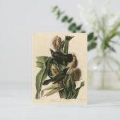 Lila Grakle (Grackle) Audubons Vögel von Amerika Postkarte (Stehend Vorderseite)