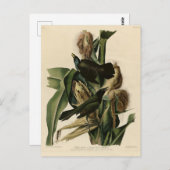 Lila Grakle (Grackle) Audubons Vögel von Amerika Postkarte (Vorne/Hinten)