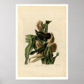 Lila Grakle Poster (Vorne)