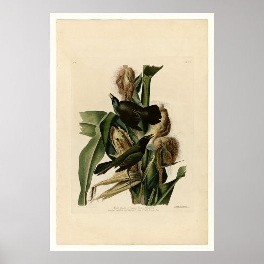 Lila Grakle Poster (Vorne)