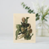 Lila Grakle Postkarte (Stehend Vorderseite)