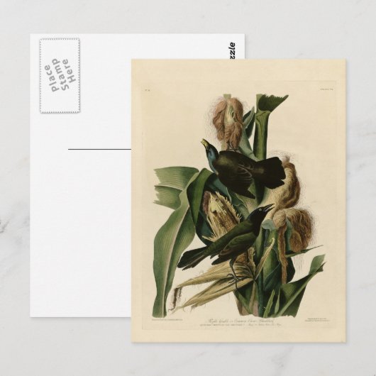 Lila Grakle Postkarte (Vorne/Hinten)