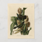 Lila Grakle Postkarte (Vorderseite)