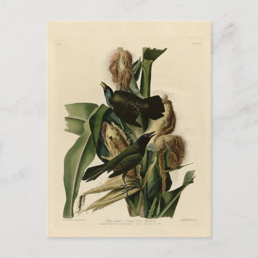 Lila Grakle Postkarte (Vorderseite)