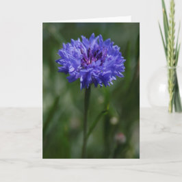 Lila Gratiskarte für Cornflower Ankündigung