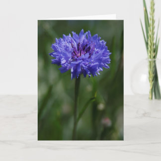 Lila Gratiskarte für Cornflower Ankündigung