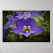 Lila & grün, poster (Vorne)