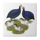 Lila Guinea Fliese (Vorderseite)