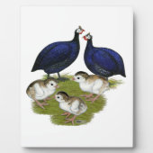 Lila Guinea Fotoplatte (Vorderseite)