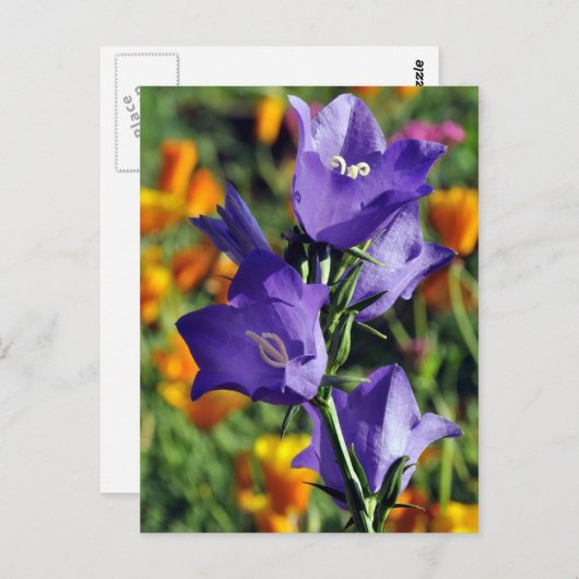 Lila Harebell-Blume Postkarte (Vorne/Hinten)