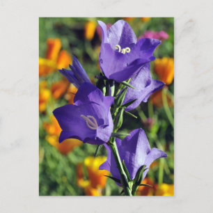 Lila Harebell-Blume Postkarte