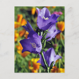 Lila Harebell-Blume Postkarte