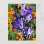 Lila Harebell-Blume Postkarte (Vorderseite)