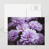 Lila Haze Chrysanthemas Postkarte (Vorne/Hinten)