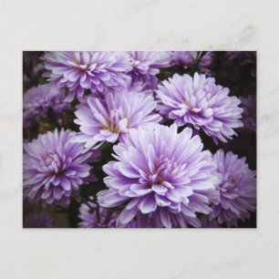 Lila Haze Chrysanthemas Postkarte