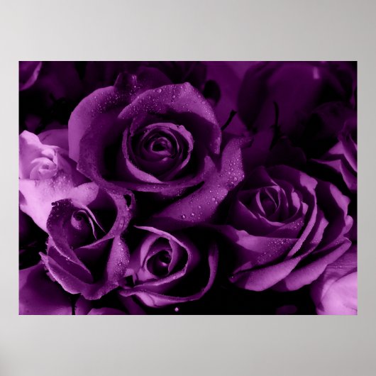 Lila Haze Poster (Vorne)