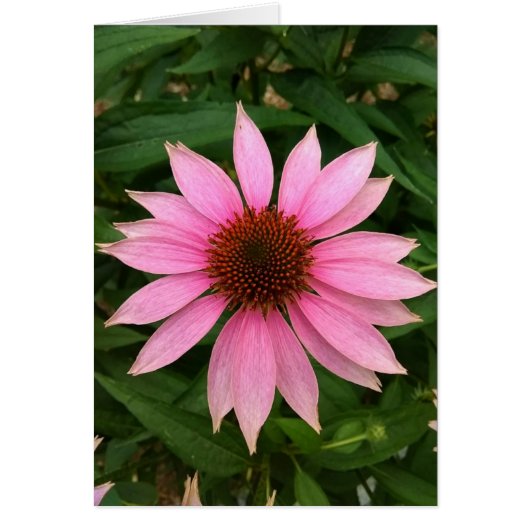 Lila, helle Blankenkarte (Vorne)