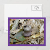 Lila Helmut Pilz Postkarte (Vorne/Hinten)