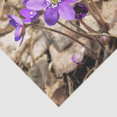 Lila Hepatica-Blume Seidenpapier (Ausschnitt)