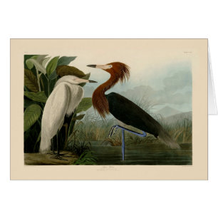Lila Heron Audubon Bird Wildlife Painting
