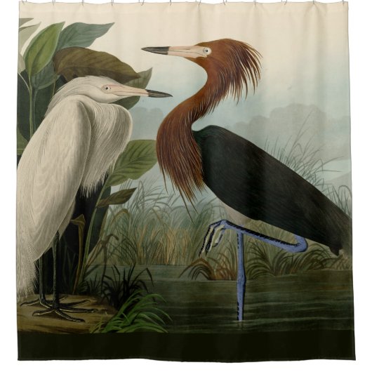 Lila Heron Audubon Bird Wildlife Painting Duschvorhang (Vorderseite)