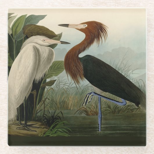 Lila Heron Audubon Bird Wildlife Painting Glasuntersetzer (Vorderseite)