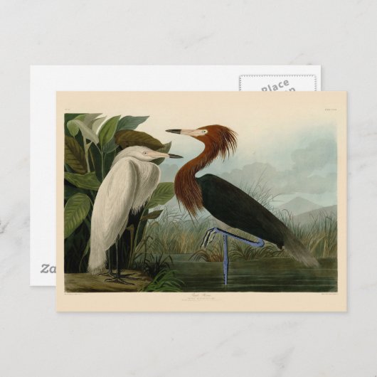 Lila Heron Audubon Bird Wildlife Painting Postkarte (Vorne/Hinten)