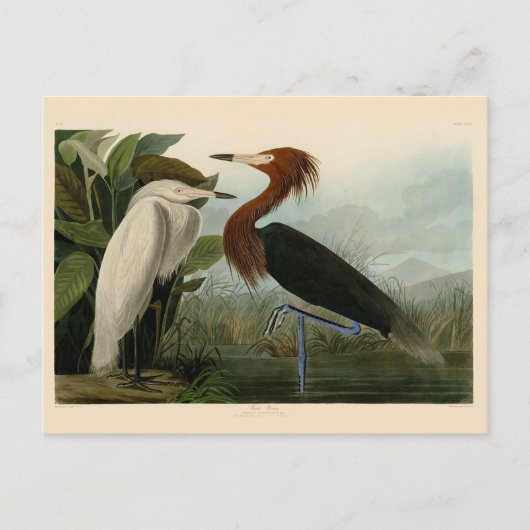 Lila Heron Audubon Bird Wildlife Painting Postkarte (Vorderseite)