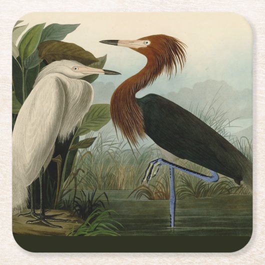 Lila Heron Audubon Bird Wildlife Painting Rechteckiger Pappuntersetzer (Vorderseite)