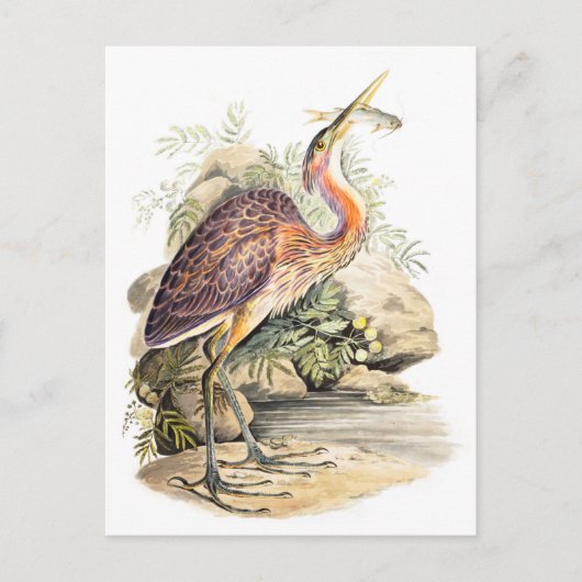 Lila Heron (mit Fisch) von Elizabeth Gwillim Postkarte (Vorderseite)