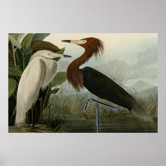 Lila Heron Poster (Vorne)