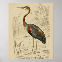 Lila Heron Tracks Edouard Print Poster