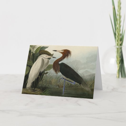 Lila Heron - von Audubons Vögeln Amerikas Karte (Vorderseite)