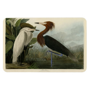 Lila Heron - von Audubons Vögeln Amerikas Magnet