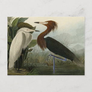 Lila Heron - von Audubons Vögeln Amerikas Postkarte