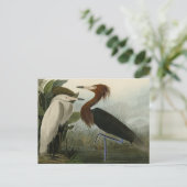 Lila Heron - von Audubons Vögeln Amerikas Postkarte (Stehend Vorderseite)
