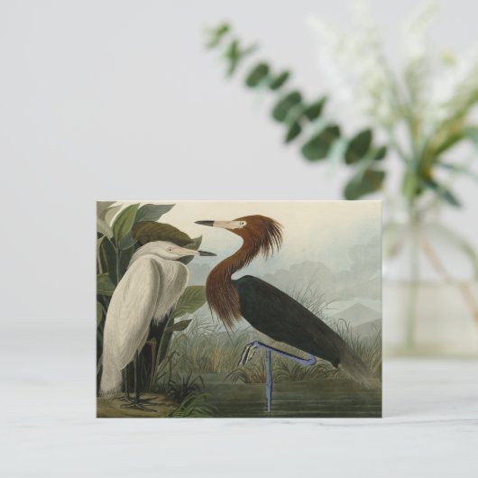 Lila Heron - von Audubons Vögeln Amerikas Postkarte (Stehend Vorderseite)