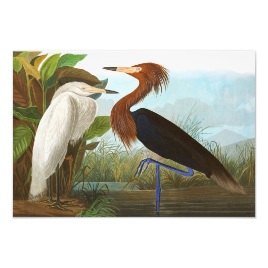Lila Heron von John James Audubon Fotodruck (Vorne)