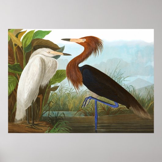 Lila Heron von John James Audubon Poster (Vorne)