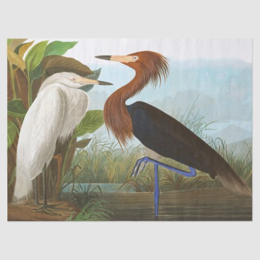 Lila Heron von John James Audubon Seidenpapier (Vorderseite)