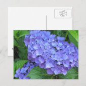 Lila Hortensien Postkarte (Vorne/Hinten)